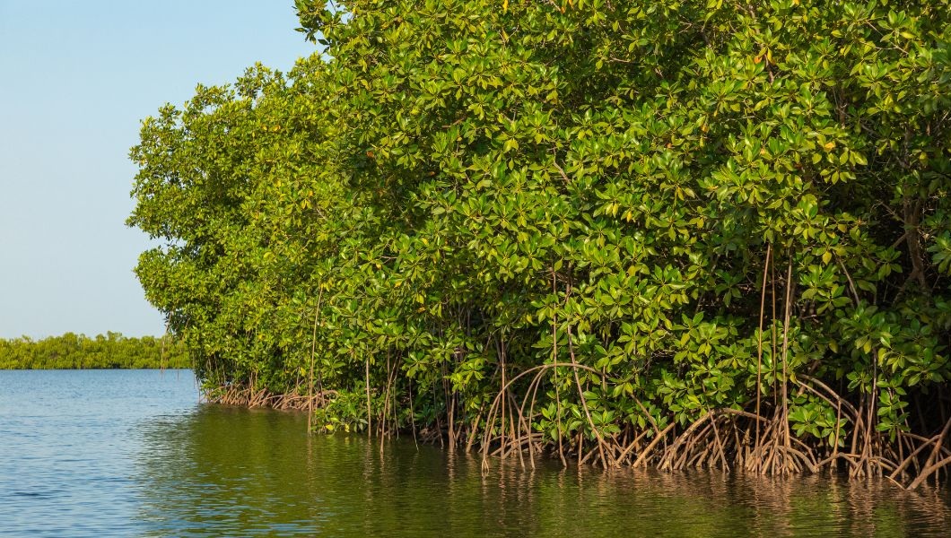 Sumpah Pemuda di Era Revolusi Industri 4.0 dalam mendorong usaha kehutanan dalam mensejahterakan masyarakat